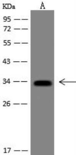 Flagellin Antibody (06), Novus Biologicals 100 &mu;g | Buy Online | Novus Biologicals | Fisher Scientific