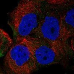 Flavin containing monooxygenase 4 Rabbit anti-Human, Polyclonal, Novus