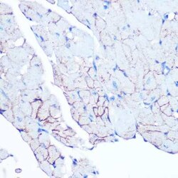 Flotillin-1 Rabbit anti-Human, Mouse, Rat, Clone: 8I2S7, Novus Biologicals