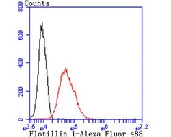 Flotillin-1 Rabbit anti-Human, Mouse, Rat, Clone: JB19-45, Novus Biologicals