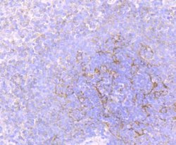 Flotillin-1 Rabbit anti-Human, Mouse, Rat, Clone: JB19-45, Novus Biologicals