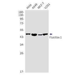 Flotillin-1 Rabbit anti-Human, Mouse, Clone: S08-0G5, Novus Biologicals