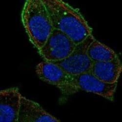 Flotillin 2 Rabbit anti-Human, Polyclonal, Novus Biologicals:Antibodies:Primary