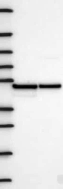 Flotillin 2 Rabbit anti-Human, Polyclonal, Novus Biologicals:Antibodies:Primary