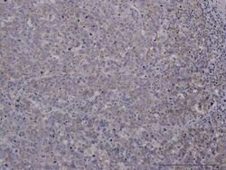 FoxC2 Antibody (2H3), Novus Biologicals 0.1 mg | Buy Online | Novus Biologicals | Fisher Scientific