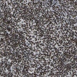 FoxK1 Antibody, Novus Biologicals 0.1 mL; Unconjugated:Antibodies, Polyclonal