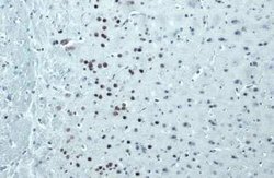 FoxP2 Antibody (GT12812), Novus Biologicals 100 &mu;g | Buy Online | Bio-Techne | Fisher Scientific