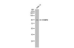 FoxP2 Antibody (GT12812), Novus Biologicals 100 &mu;g | Buy Online | Bio-Techne | Fisher Scientific