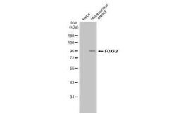 FoxP2 Antibody (GT12812), Novus Biologicals 100 &mu;g | Buy Online | Bio-Techne | Fisher Scientific