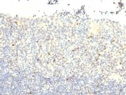 FoxP3 Antibody (FXP3/197) - Azide and BSA Free, Novus Biologicals 0.1 mg | Buy Online | Novus Biologicals | Fisher Scientific