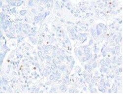 FoxP3 Antibody (BLR034F), Novus Biologicals 100 &mu;g; Unconjugated:Antibodies,