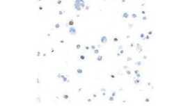 FoxP3 Antibody (BLR034F), Novus Biologicals 100 &mu;g; Unconjugated:Antibodies,