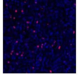 FoxP3 Antibody (BLR034F), Novus Biologicals 100 &mu;g; Unconjugated:Antibodies,
