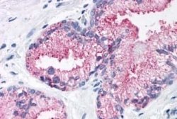 Frizzled-1 Antibody, Novus Biologicals 50 &mu;g; Unconjugated:Antibodies,