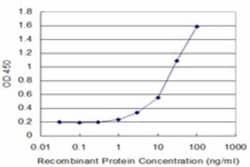 Frizzled-2 Antibody (1E7), Novus Biologicals 0.1 mg | Buy Online | Novus Biologicals | Fisher Scientific