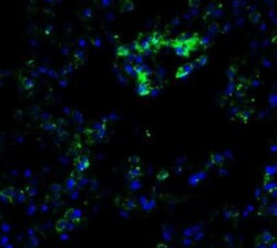 Frizzled-6 Rabbit anti-Human, Mouse, Rat, Polyclonal, Novus Biologicals:Antibodies:Primary