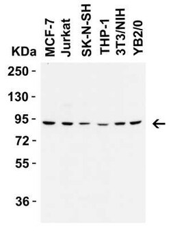 Frizzled-6 Rabbit anti-Human, Mouse, Rat, Polyclonal, Novus Biologicals:Antibodies:Primary