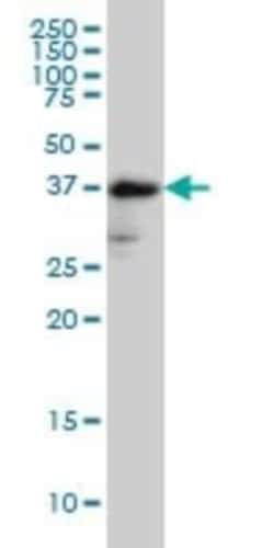 Fucosyltransferase 2/FUT2 Antibody (4C12), Novus Biologicals 0.1 mg; Unconjugated:Antibodies,