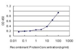 Fucosyltransferase 7/FUT7 Antibody (1A12), Novus Biologicals 0.1 mg | Buy Online | Novus Biologicals | Fisher Scientific