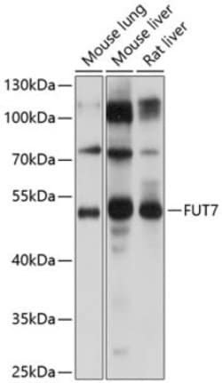 BORCS7 Rabbit anti-Human, Mouse, Rat, Polyclonal, Novus Biologicals 100