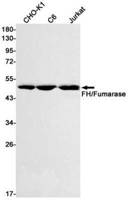 Fumarase Rabbit anti-Human, Mouse, Rat, Clone: S08-3F2, Novus Biologicals 25 &mu;g | Buy Online | Novus Biologicals | Fisher Scientific