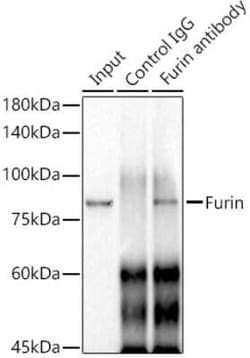 Furin Rabbit anti-Human, Mouse, Clone: 1P6N8, Novus Biologicals 20 &mu;g | Buy Online | Novus Biologicals | Fisher Scientific