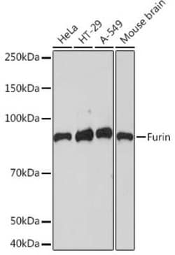 Furin Rabbit anti-Human, Mouse, Clone: 1P6N8, Novus Biologicals 20 &mu;g | Buy Online | Novus Biologicals | Fisher Scientific