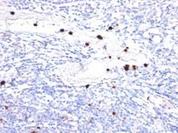 G-CSF Antibody (CSF3/900), Novus Biologicals:Antibodies:Primary Antibodies