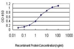 G gamma14 Antibody (1G11-C7), Novus Biologicals 0.1 mg, Unconjugated:Anticorps,