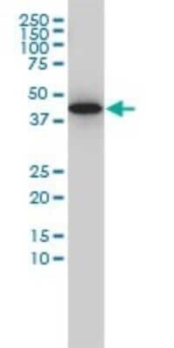 G protein alpha-13 Antibody (6F6-B5), Novus Biologicals 0.1 mg | Buy Online | Novus Biologicals | Fisher Scientific