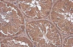 G protein alpha-13 Antibody, Novus Biologicals 100 &mu;g; Unconjugated:Antibodies,