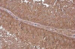 G protein alpha-13 Antibody, Novus Biologicals 100 &mu;g; Unconjugated:Antibodies,