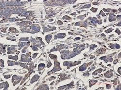 G protein alpha-13 Antibody (S08-4F2), Novus Biologicals:Antibodies:Primary