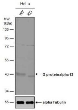 G protein alpha-13 Antibody, Novus Biologicals 100 &mu;g; Unconjugated:Antibodies,