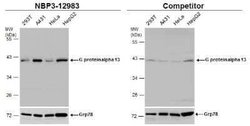 G protein alpha-13 Antibody, Novus Biologicals 100 &mu;g; Unconjugated:Antibodies,
