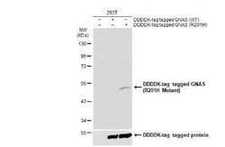 G protein alpha Antibody - R201H Mutant, Novus Biologicals 100 &mu;g; Unconjugated:Antibodies,
