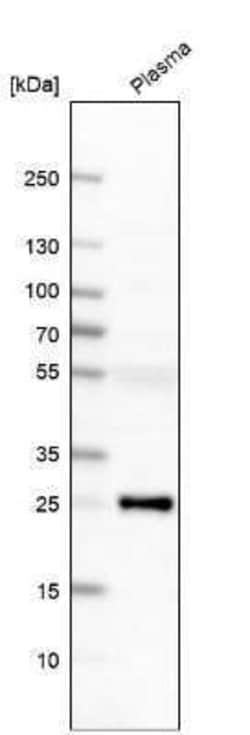 G protein alpha Antibody, Novus Biologicals 0.1 mL; Unconjugated:Antikörper