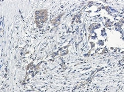 G protein alpha Inhibitor 2 Antibody (S05-7I1), Novus Biologicals 50 &mu;g;