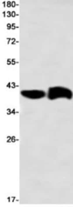 G protein alpha Inhibitor 2 Antibody (S05-7I1), Novus Biologicals 50 &mu;g;