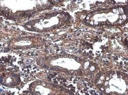 G protein beta 4 Antibody, Novus Biologicals 100 &mu;g | Buy Online | Novus Biologicals | Fisher Scientific