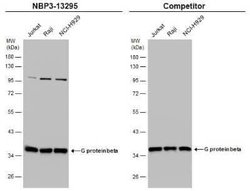 G protein beta 4 Antibody, Novus Biologicals 100 &mu;g | Buy Online | Novus Biologicals | Fisher Scientific