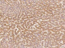 G0S2 Antibody, Novus Biologicals:Antibodies:Primary Antibodies