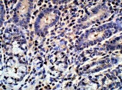 G0S2 Antibody, Novus Biologicals 100 &mu;g | Buy Online | Novus Biologicals | Fisher Scientific