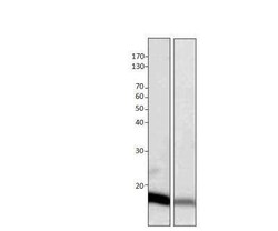 G0S2 Antibody, Novus Biologicals 100 &mu;g | Buy Online | Novus Biologicals | Fisher Scientific
