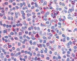 G2A/GPR132 Antibody - BSA Free, Novus Biologicals 0.05 mL | Buy Online | Novus Biologicals | Fisher Scientific