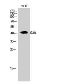 G2A/GPR132 Rabbit anti-Human, Mouse, Monkey, Polyclonal, Novus Biologicals