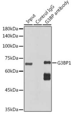 G3BP1 Rabbit anti-Human, Mouse, Rat, Clone: 5A4T0, Novus Biologicals 100 &mu;g | Buy Online | Novus Biologicals | Fisher Scientific