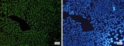 G3BP1 Rabbit anti-Human, Clone: S09-5B9, Novus Biologicals 100 &mu;g; Unconjugated:Antibodies,