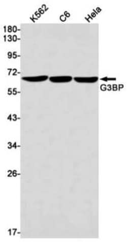 G3BP1 Rabbit anti-Human, Clone: S09-5B9, Novus Biologicals 100 &mu;g; Unconjugated:Antibodies,