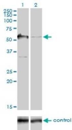 G3BP1 Antibody (2F3), Novus Biologicals 0.1 mg, Unconjugated:Antibodies,
